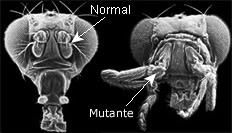 Mosca mutante com as pernas em vez de antenas