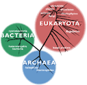 Three domains