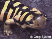 Adulto salamandra tigre