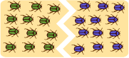 allopatric speciation