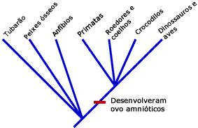 Clado com base na presença de ovo amniótico