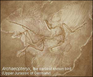 Archaeopteryx