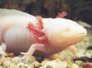 Axolotl