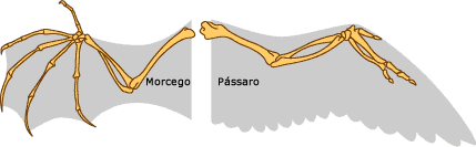 Contrastar a estrutura da asa de um morcego e aves