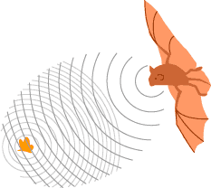 Bat echolocation