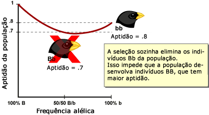 Selection alone weeds out Bb individuals