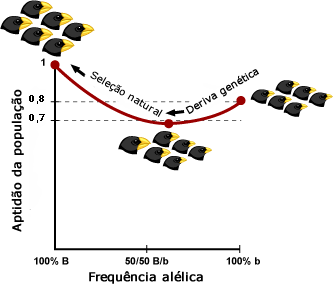 Genetic drift can move a population to the 50/50 allele frequency.