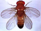 Mosca mutante com dois pares de asas