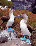 Blue-footed boobies