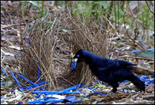 Satin bowerbird