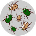 Color variation in these beetles