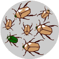 Heredity of the traits of the beetles who survive
