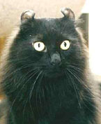 Cat with curled-ear mutation