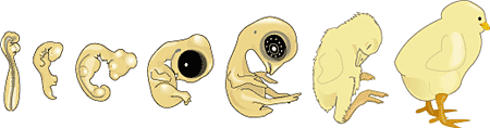 Desenvolvimento galinha