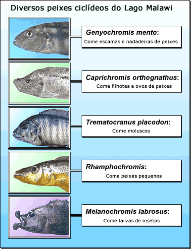 Diversos peixes ciclídeos do lago Malawi