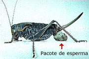 Female cricket with sperm-packet
