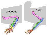 Forelimbs ave morcego, rato, e crocodilo