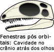 Aberturas (fenestras) no crânio por trás do olho