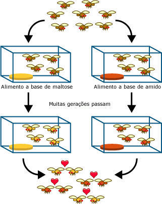 Fruit fly speciation experiment
