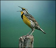 Eastern meadowlark