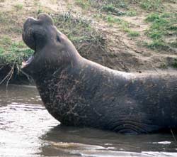 Elephant seal