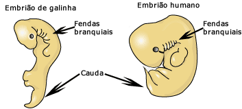 Embriões humanos e galinha