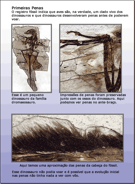Fossils of flightless dinosaurs including feathers