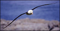 Feathers enable flight