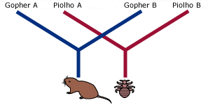 When gophers become isolated, their lice become isolated as well