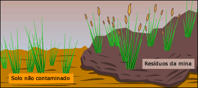 Gene flow is reduced between metal-tolerant and metal-intolerant plants