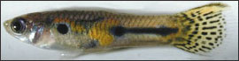 Guppy