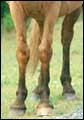 Cavalo