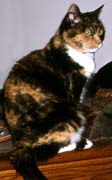 gato doméstico