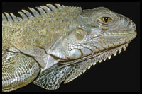 Iguana iguana