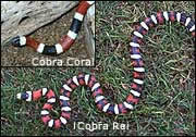 Cobras não-venenosas rei imitam cobras coral venenosa.
