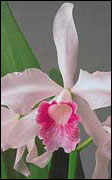 Laelia purpurata