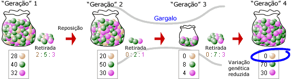 Loss of genetic variation as a result of a population bottleneck