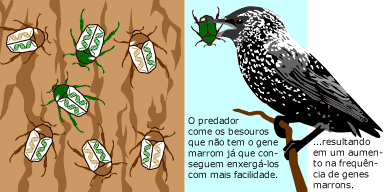 Seleção Natural 