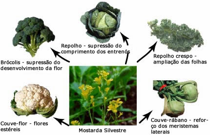 Artificial selection in the mustard family.