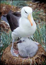 Baby birds have feathers