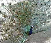 peacock