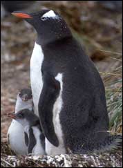 penguin