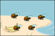 A small island population is established.