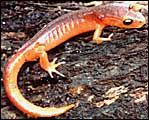 Salamandras
