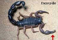 Escorpião