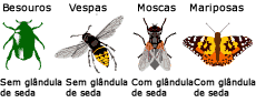 Ponto provável na filogenia, onde as glândulas de seda evoluiu