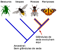 Ponto provável na filogenia, onde as glândulas de seda evoluiu