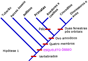 Hipótese que requer seis mudanças evolutivas