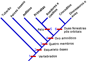 Clado com base em todas traçado caracteres derivados compartilhados