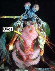stomatopod